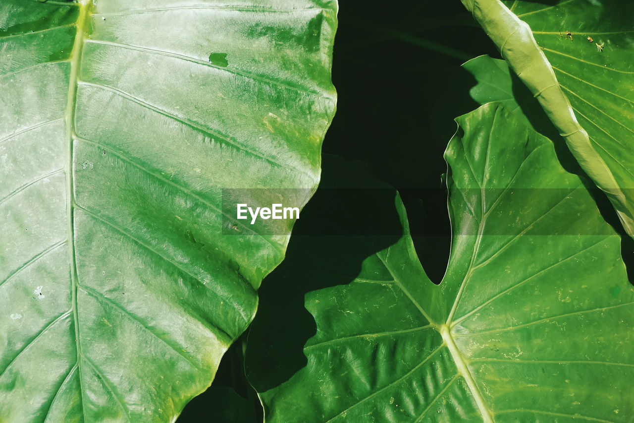 Close-up of green leaves