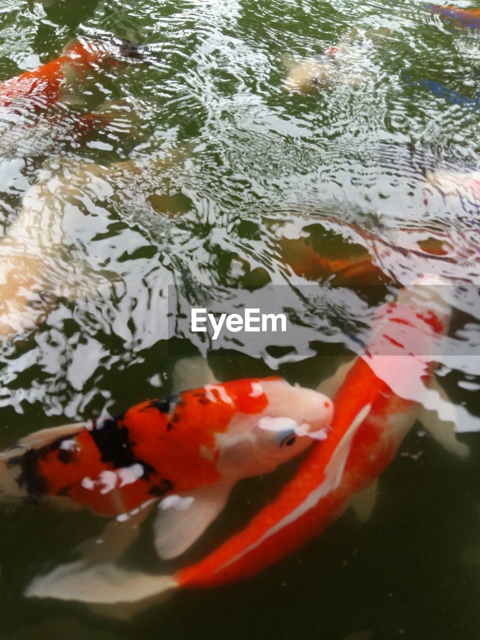 CLOSE-UP OF KOI FISH IN WATER