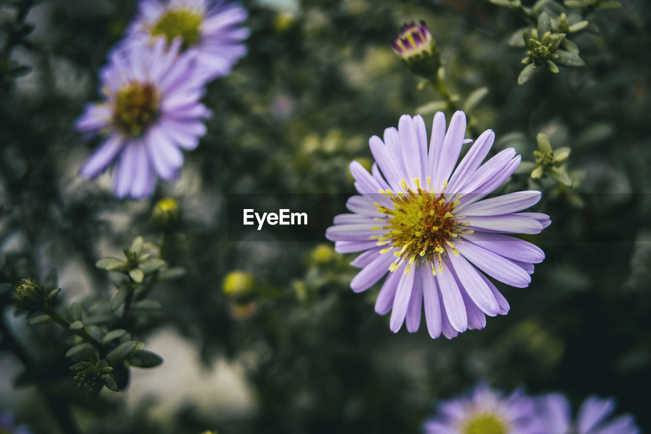 CLOSE-UP OF PURPLE DAISY FLOWER