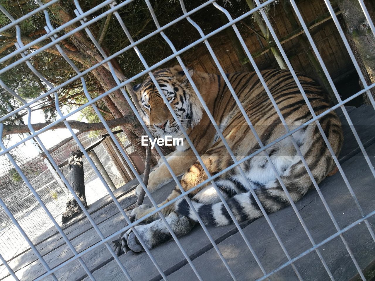 Tilt shot of tiger in cage at zoo