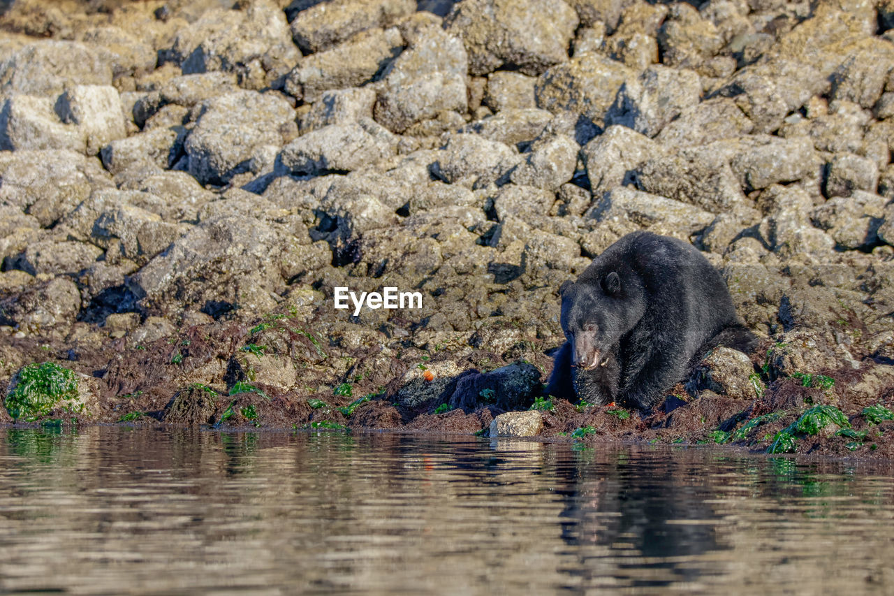 animal themes, animal, wildlife, animal wildlife, mammal, water, one animal, nature, no people, day, river, outdoors, underwater, travel destinations, safari, animal body part