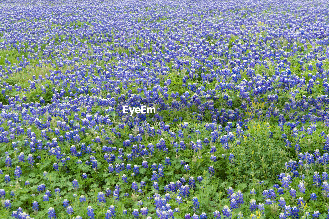 plant, flower, flowering plant, beauty in nature, growth, freshness, field, land, fragility, nature, no people, abundance, purple, day, tranquility, meadow, springtime, landscape, wildflower, full frame, tranquil scene, scenics - nature, backgrounds, outdoors, flowerbed, agriculture, high angle view, environment, rural scene, lavender, green, blossom