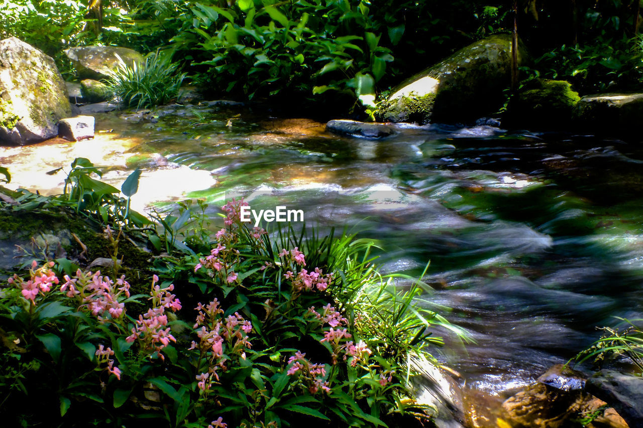 VIEW OF PLANTS GROWING IN FOREST