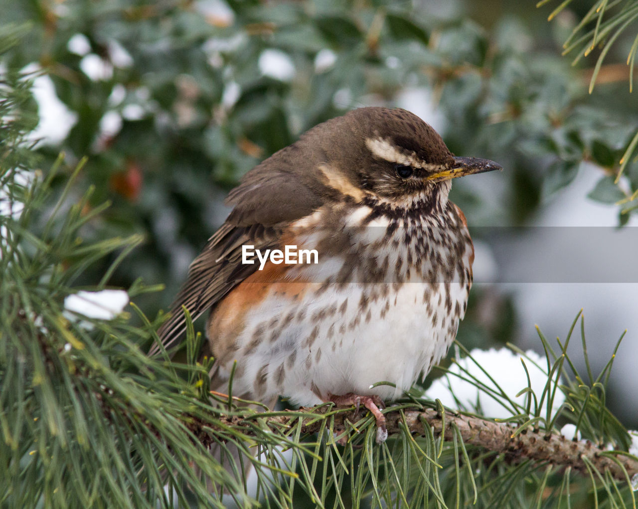 CLOSE-UP OF SPARROW PERCHING ON BRANCH