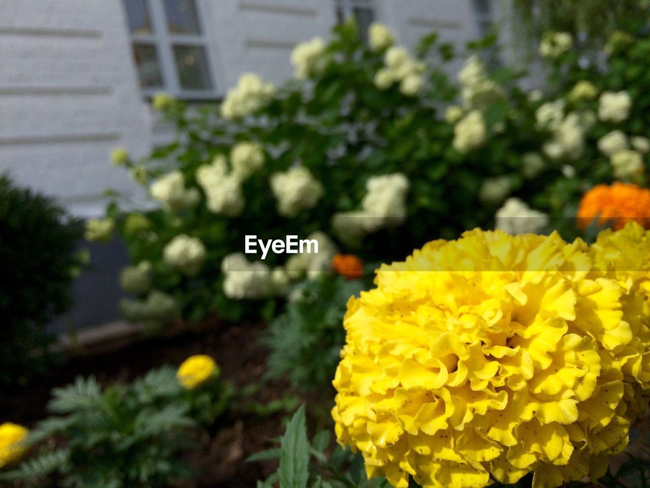 CLOSE-UP OF YELLOW FLOWER BLOOMING