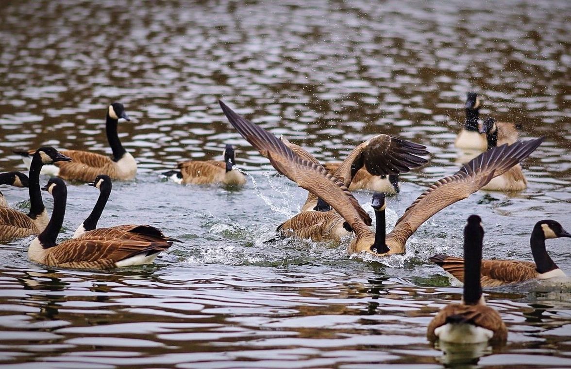 FLOCK OF BIRDS IN LAKE