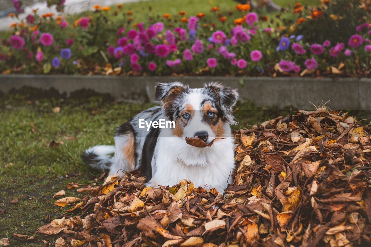 The joy of a pet at the beginning of autumn