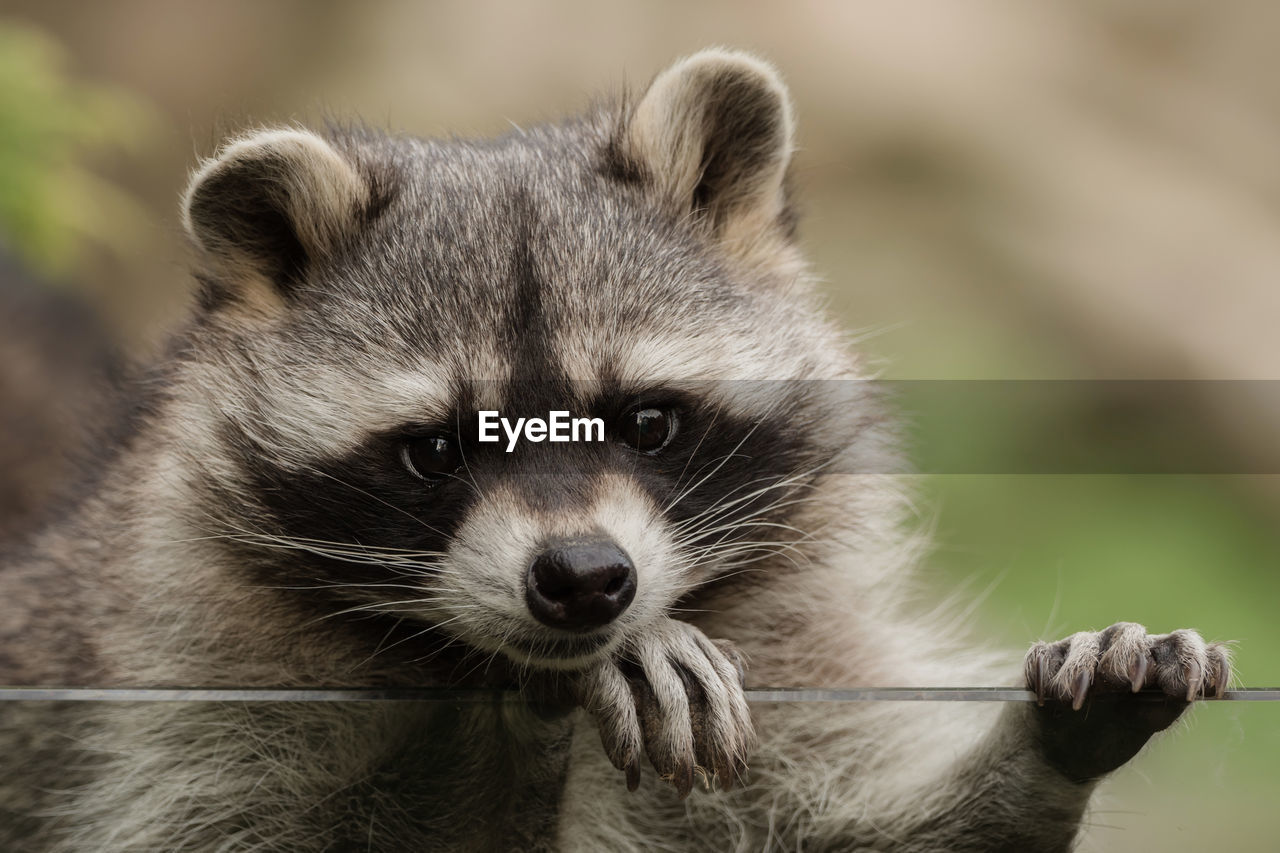 Close-up portrait of raccoon