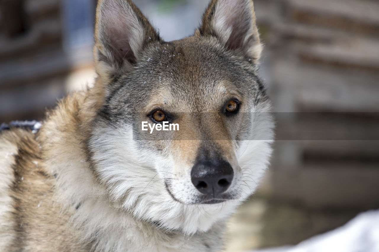 Close-up portrait of a dog