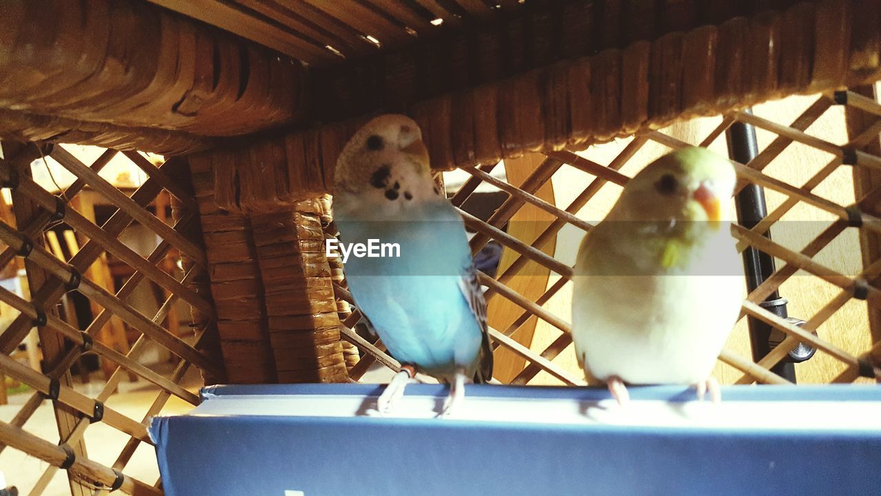 VIEW OF BIRDS PERCHING IN A CONTAINER