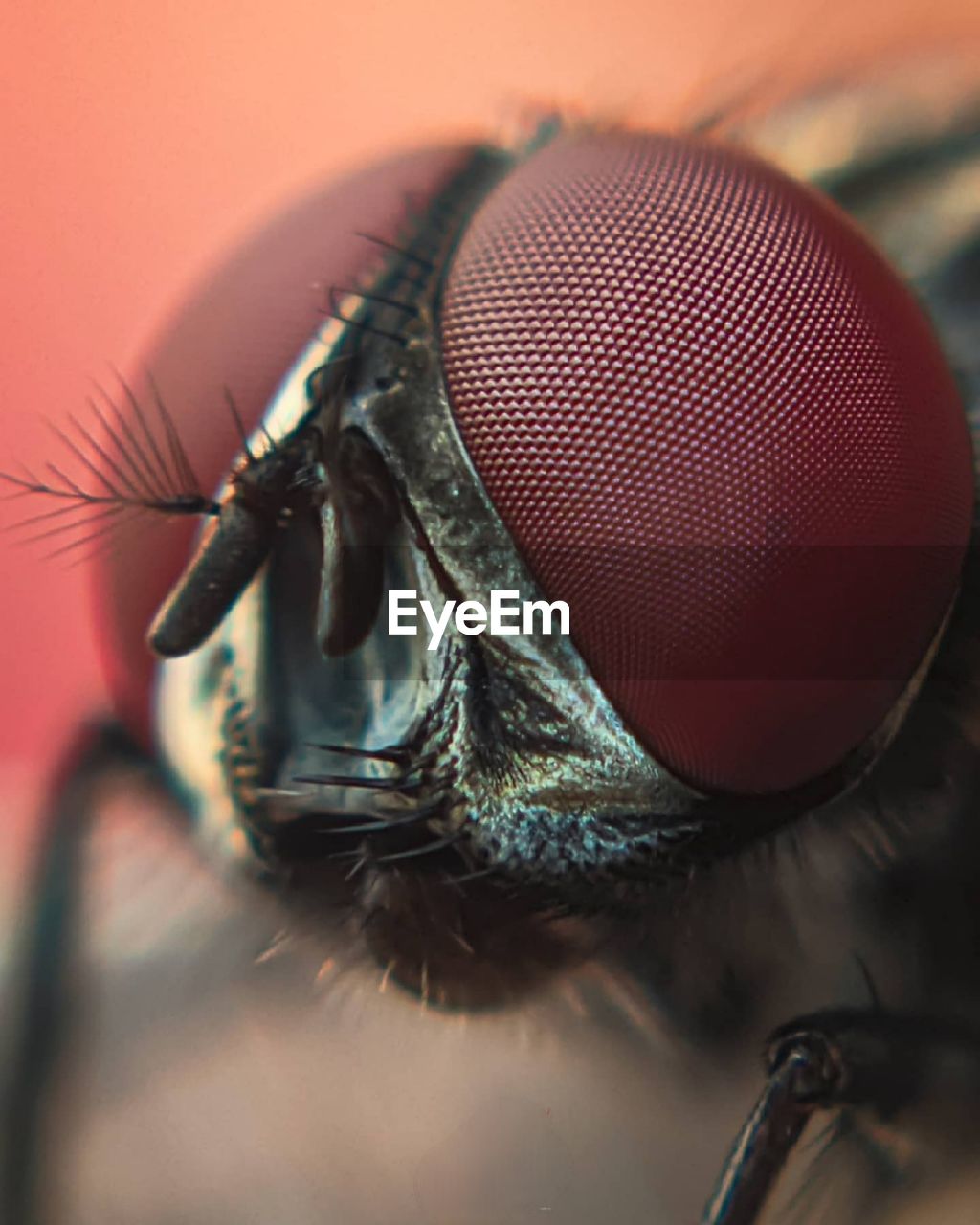 Close-up of fly