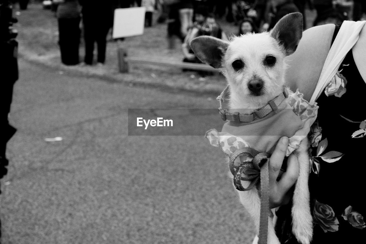 Cropped image of person holding chihuahua while walking on street