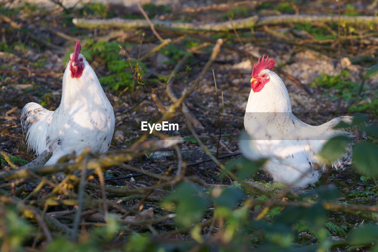 animal themes, animal, bird, livestock, domestic animals, chicken, pet, mammal, nature, group of animals, agriculture, rooster, no people, beak, comb, selective focus, outdoors, white, farm, hen, day, rural scene, plant, two animals, food, wildlife, landscape, fowl, land