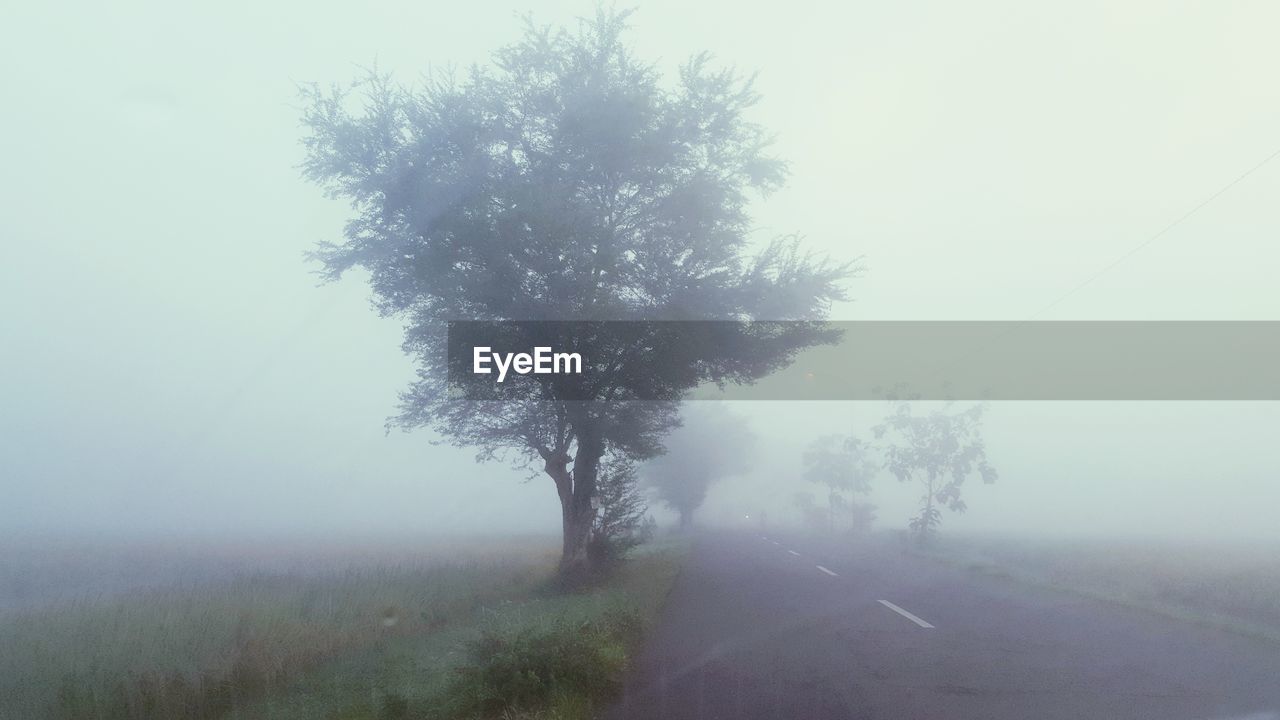 VIEW OF TREES IN FOGGY WEATHER