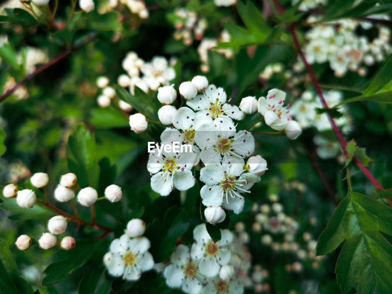 CLOSE-UP OF WHITE FLOWERING TREE AND PLANTS