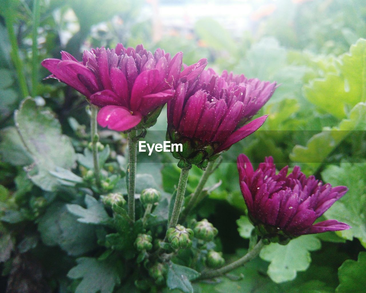 CLOSE-UP OF PINK FLOWER BLOOMING