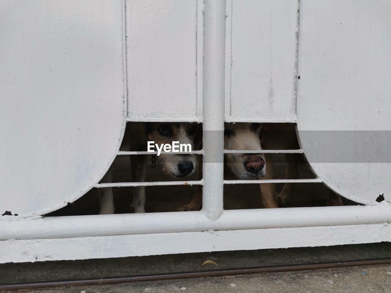 Portrait of dog peeking through window