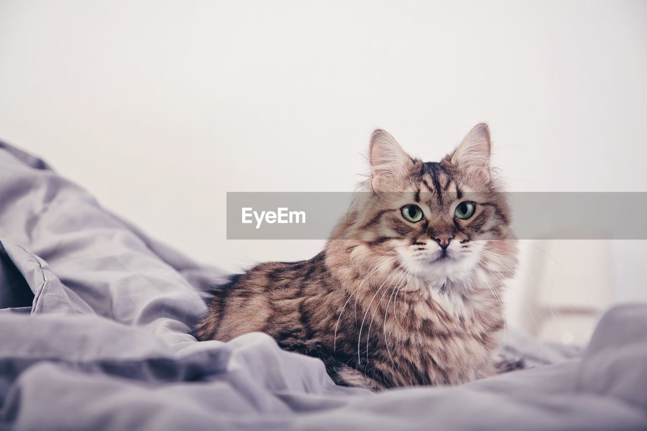 Portrait of cat relaxing on bed