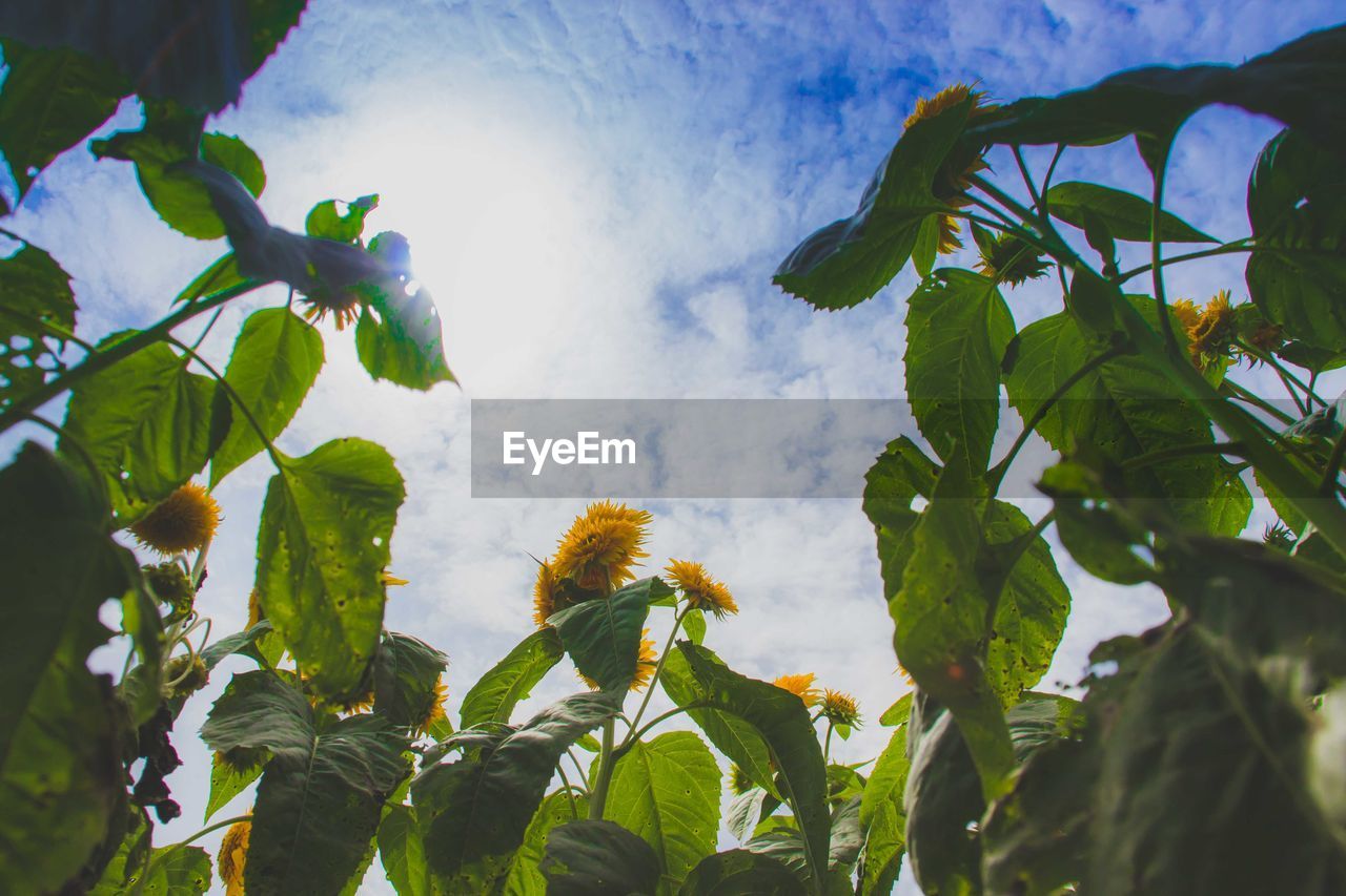 Low angle view of plants against sky