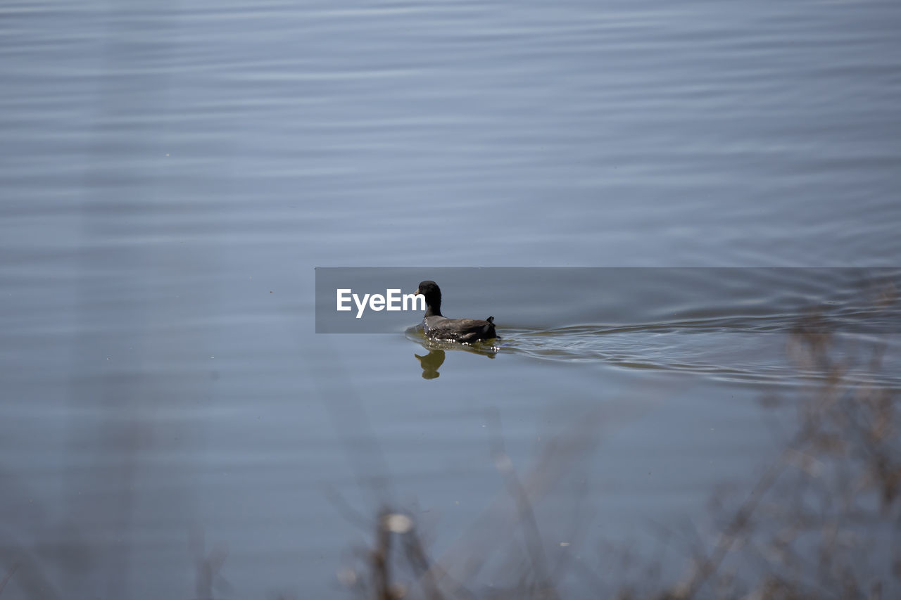 animal themes, animal wildlife, animal, wildlife, water, lake, one animal, bird, duck, reflection, nature, no people, swimming, day, water bird, poultry, ducks, geese and swans, waterfront, outdoors, rippled, wing, beauty in nature