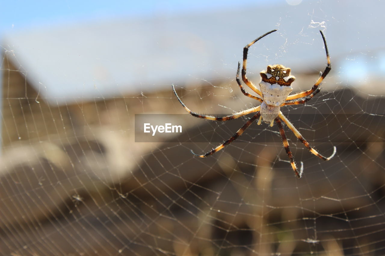 CLOSE-UP OF SPIDER IN WEB