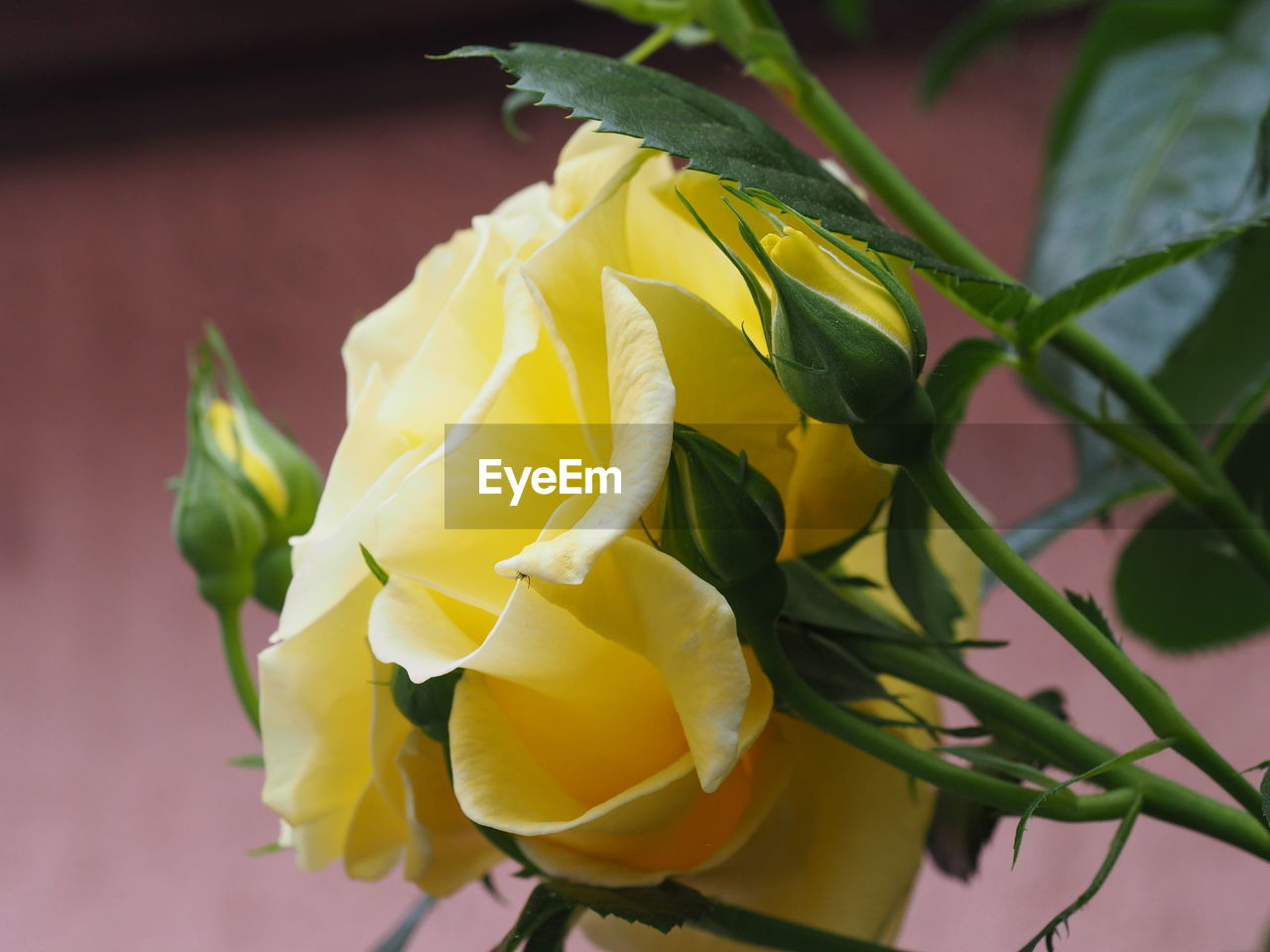 Close-up of yellow rose