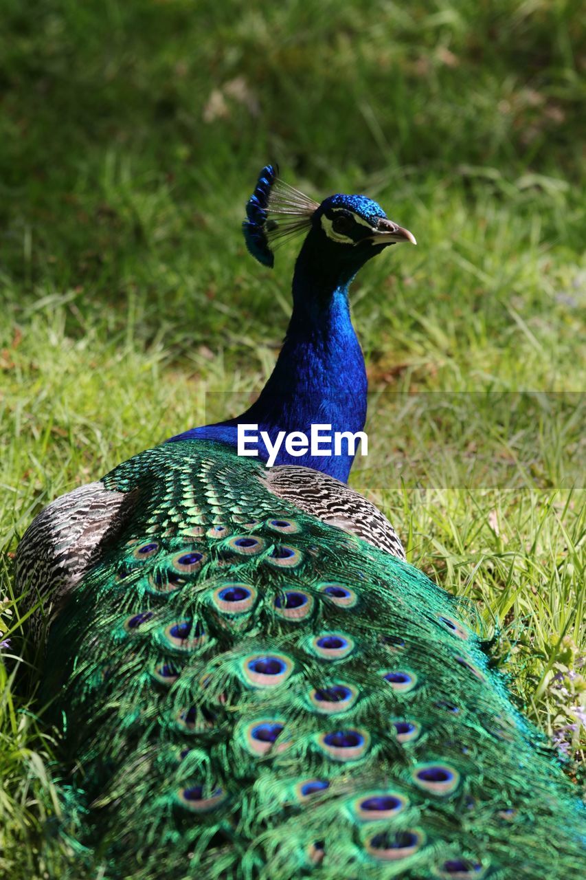 CLOSE-UP OF PEACOCK ON FIELD