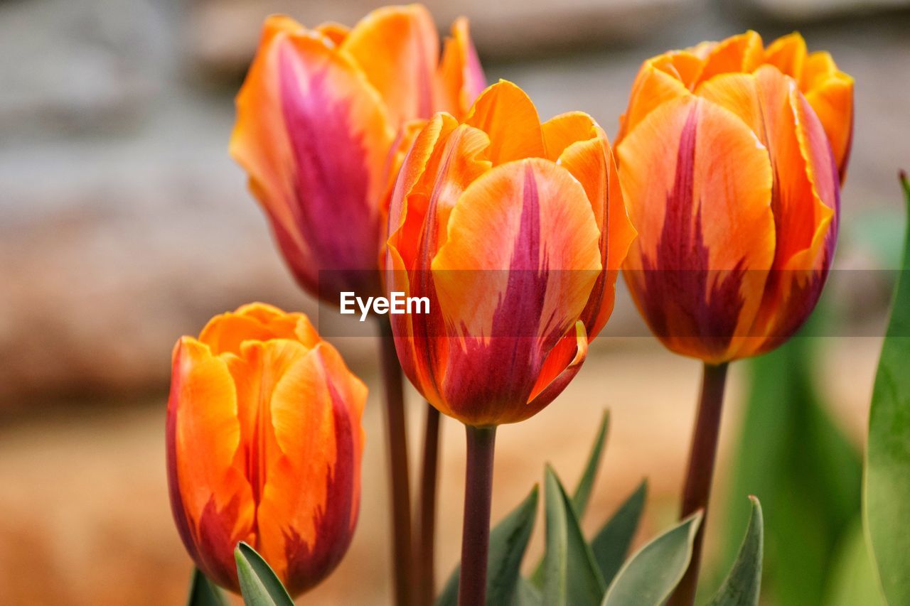 CLOSE-UP OF TULIPS