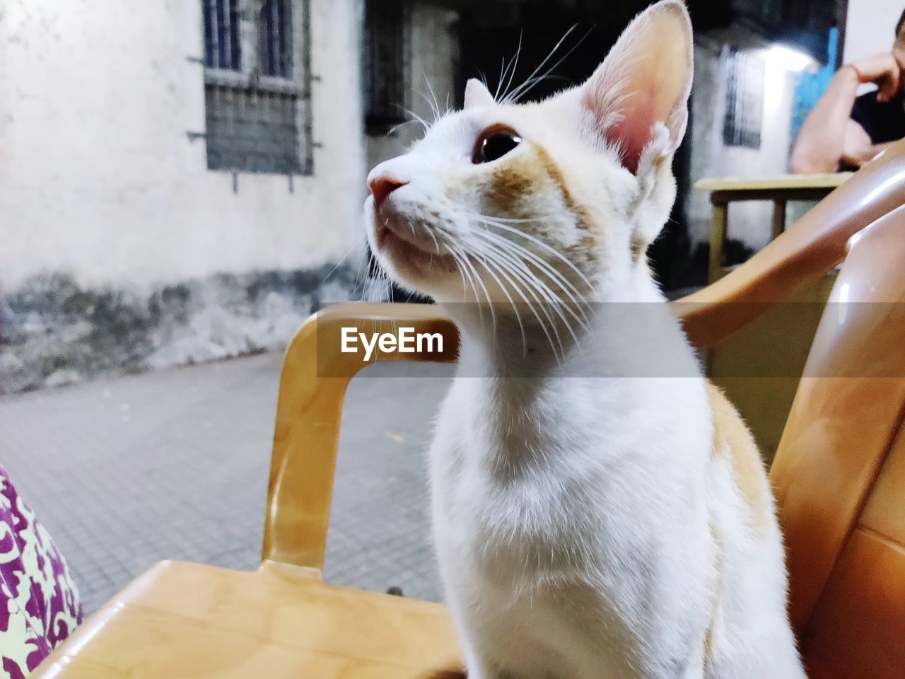 CLOSE-UP OF CAT LOOKING AWAY OUTDOORS