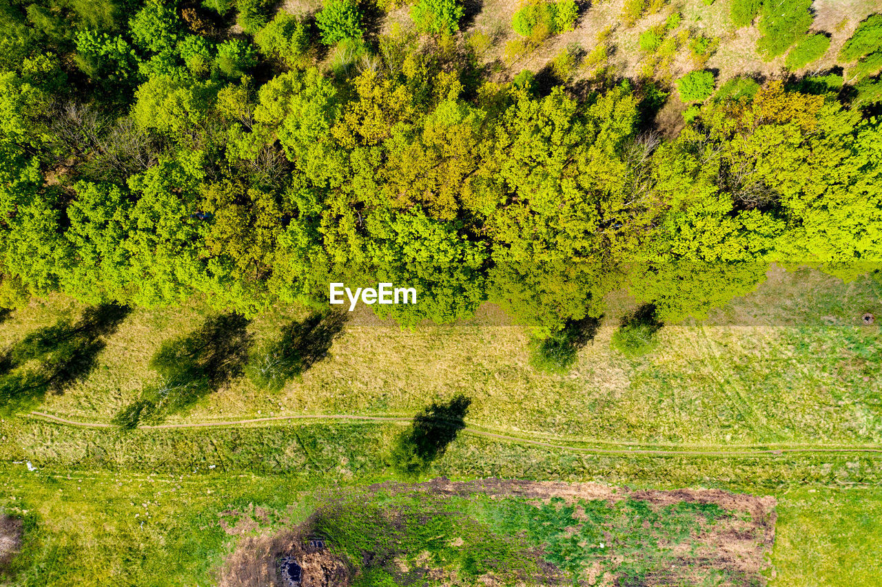 Summer warm sun light forest aerial view. drone view on green forest