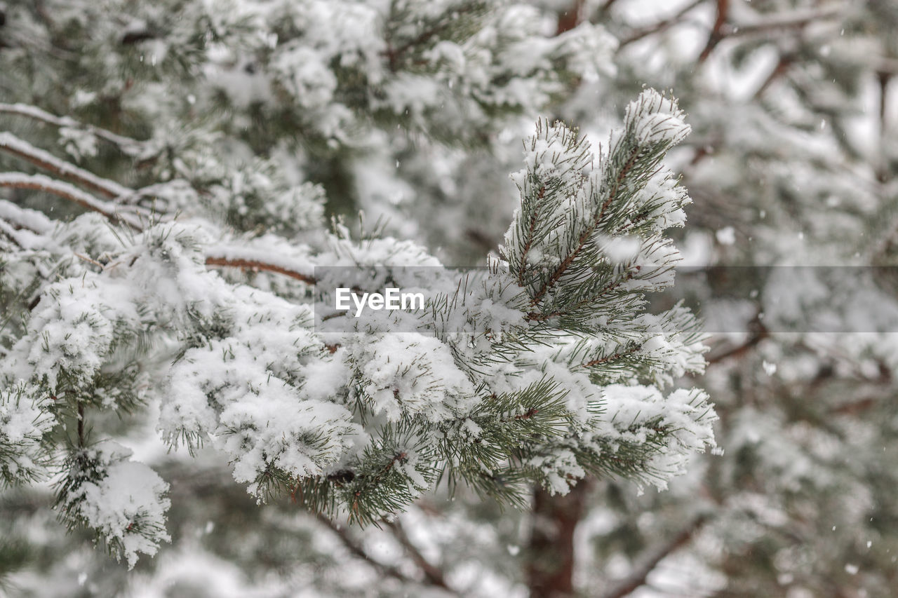 close-up of frozen plant during winter