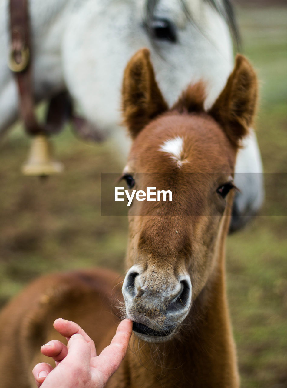 Baby horse sucking human finger with his mother in the background