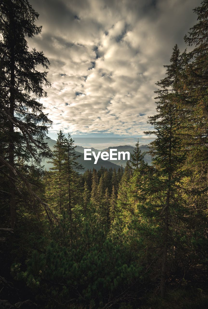 Pine trees in forest against sky