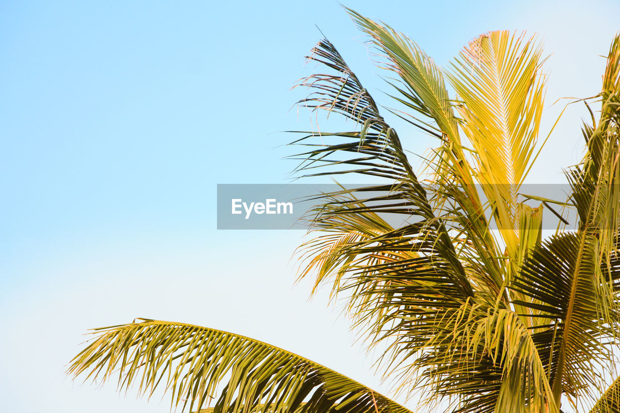 Low angle view of palm tree against clear sky