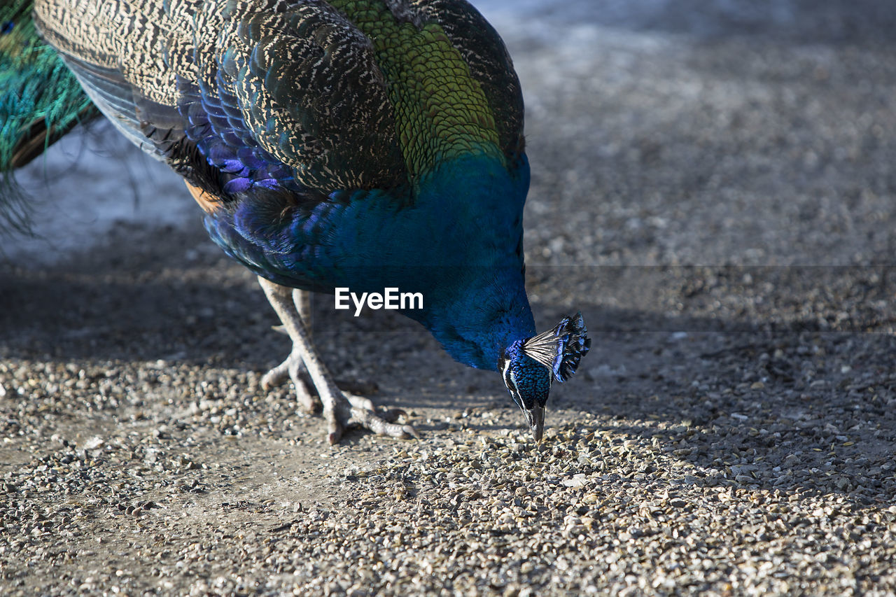 Portrait of a colourful peacock outdoors in springtime