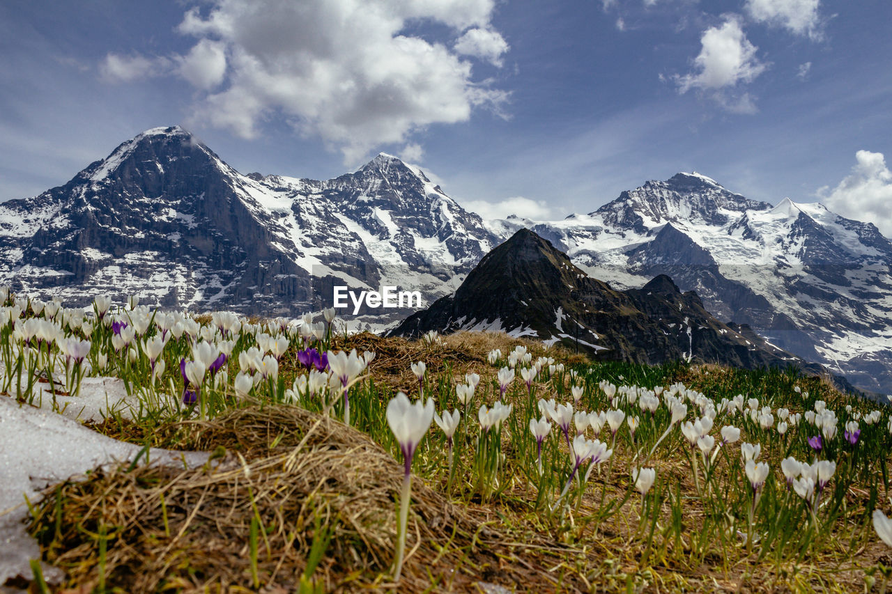 Panoramic alpine view of eiger mönch and jungfrau from mannlichen with spring flowers and snow