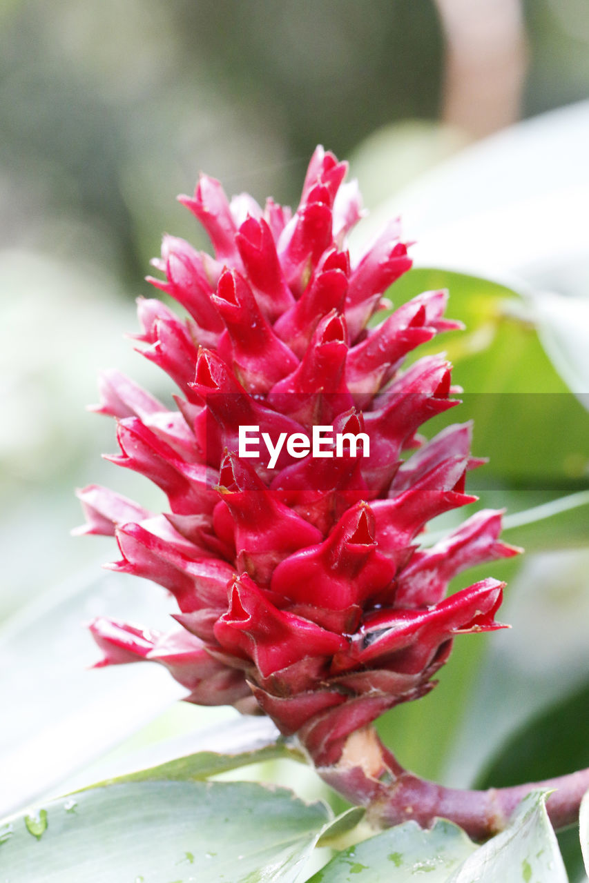 Close-up of red flower