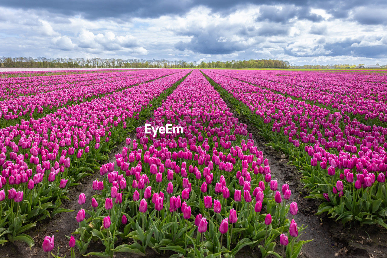 Tulip fields are in full bloom in the colors purple and pink  in the province of drenthe.