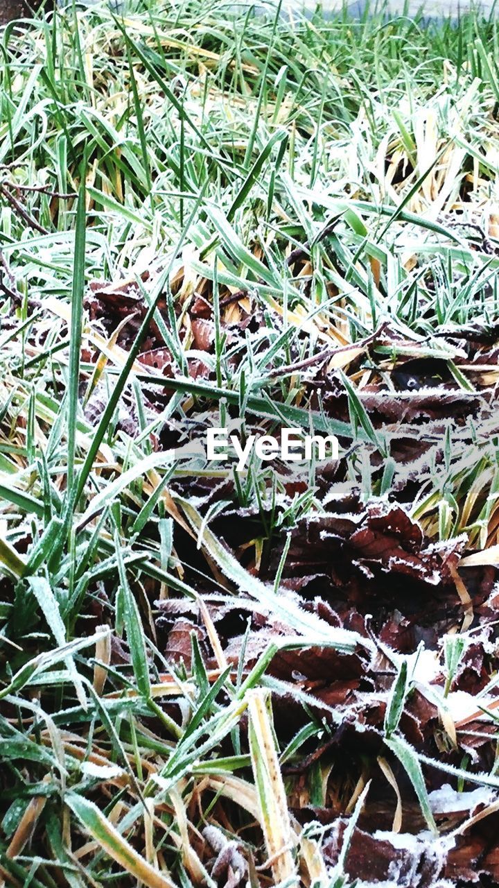 CLOSE-UP VIEW OF PLANTS ON FIELD