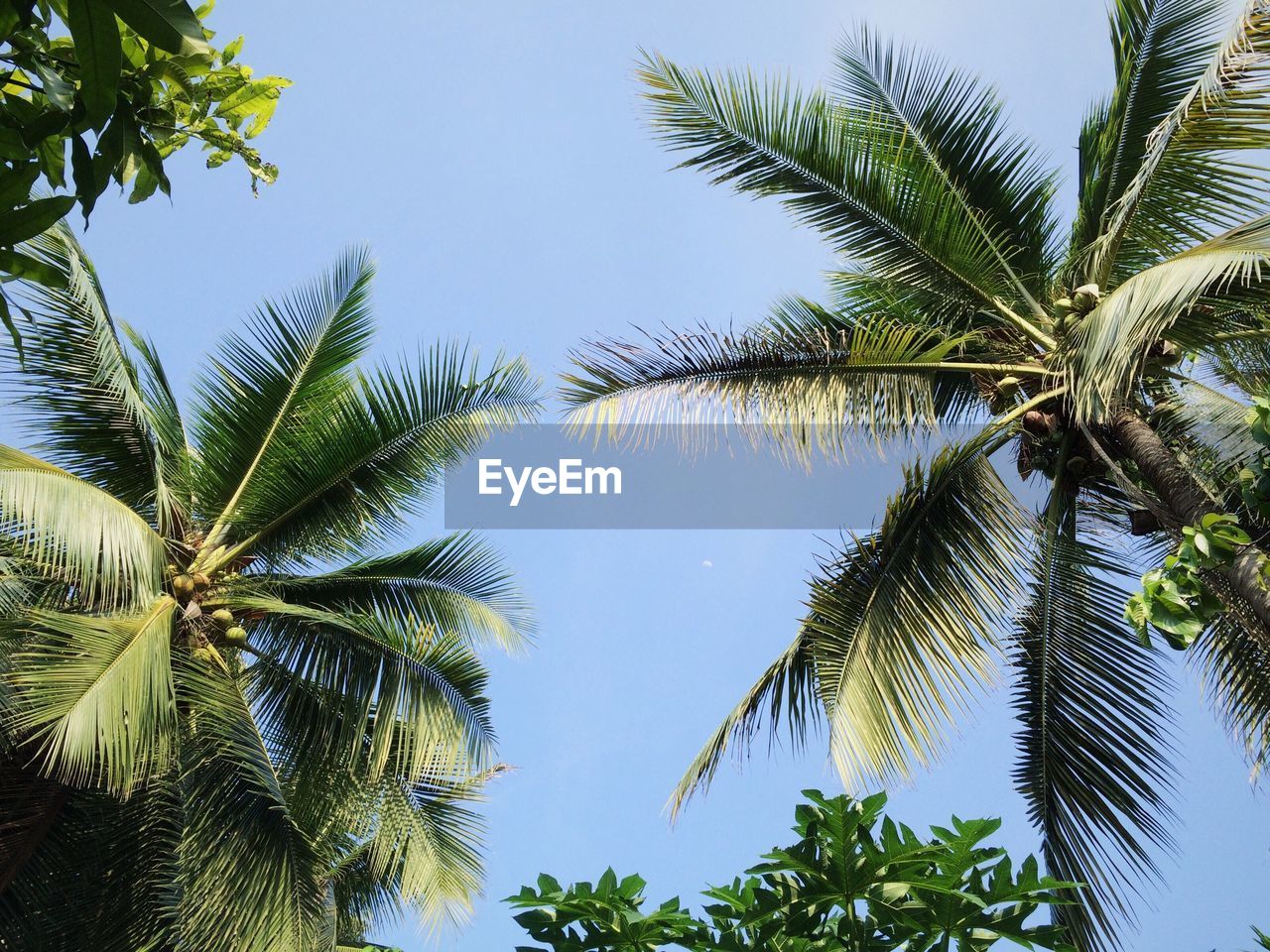 Low angle view of palm trees