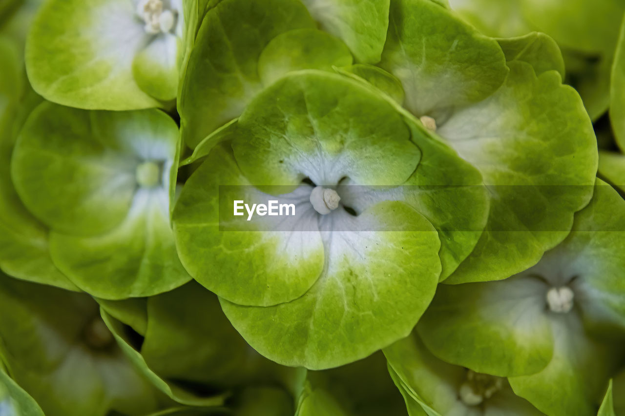 Macro view of a green hydrangea in spring