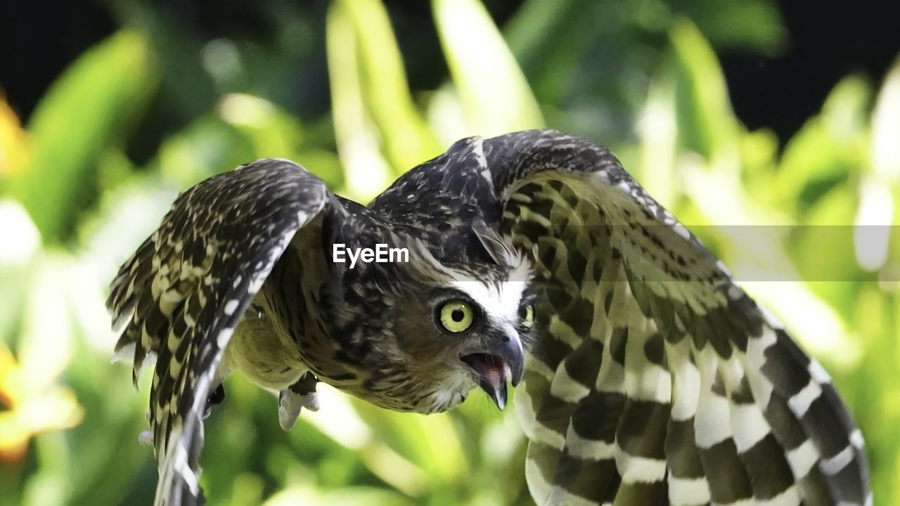 animal, animal themes, animal wildlife, bird, one animal, wildlife, beak, nature, animal body part, bird of prey, green, focus on foreground, close-up, no people, portrait, outdoors