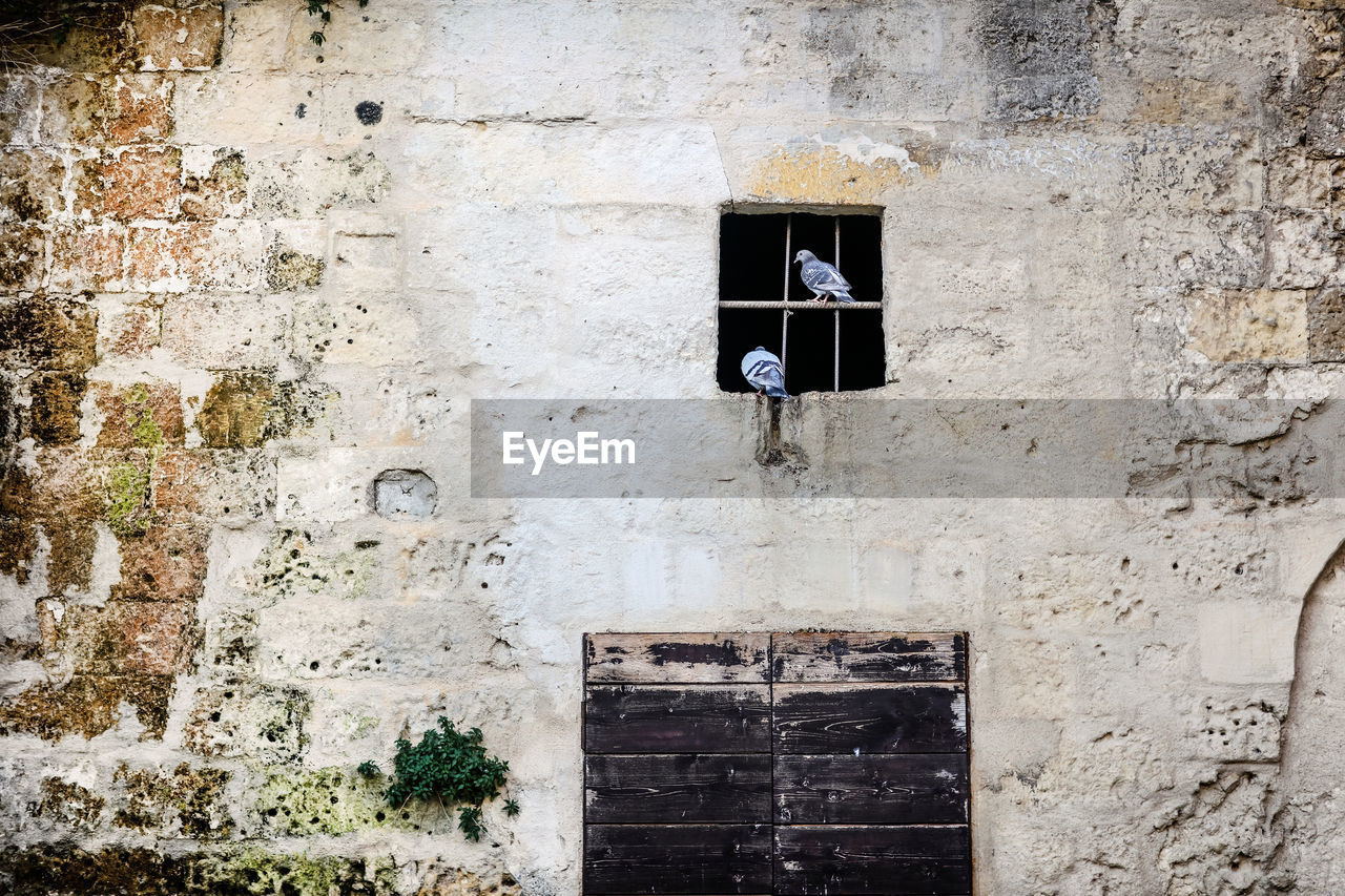 Bird in window