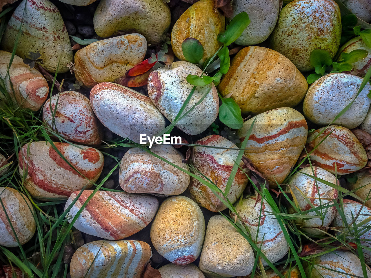 FULL FRAME SHOT OF FRESH FRUITS