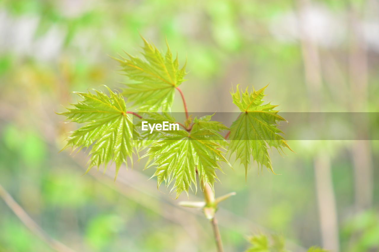 CLOSE-UP OF FRESH GREEN LEAVES IN SUNLIGHT