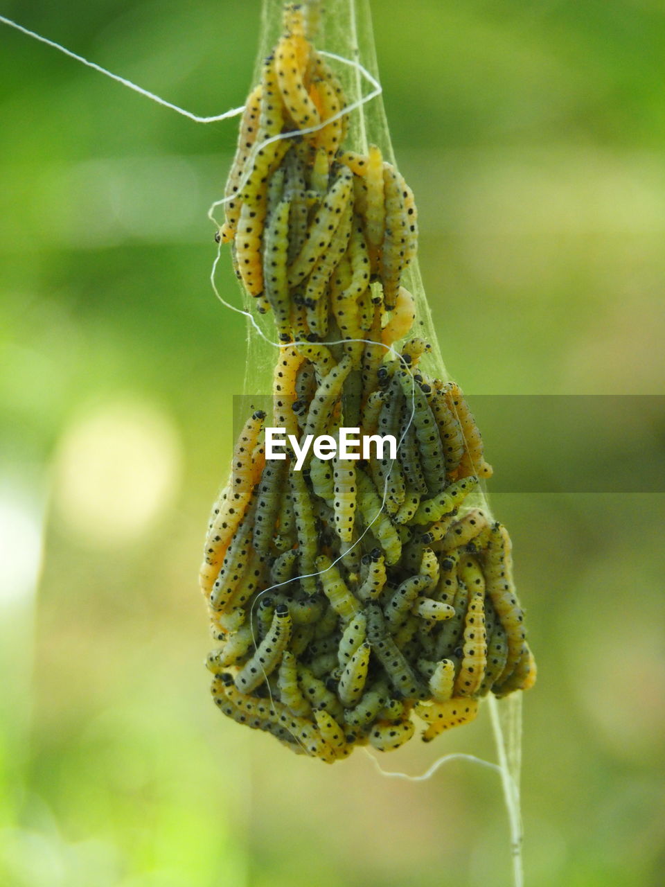 Close-up of caterpillar on web