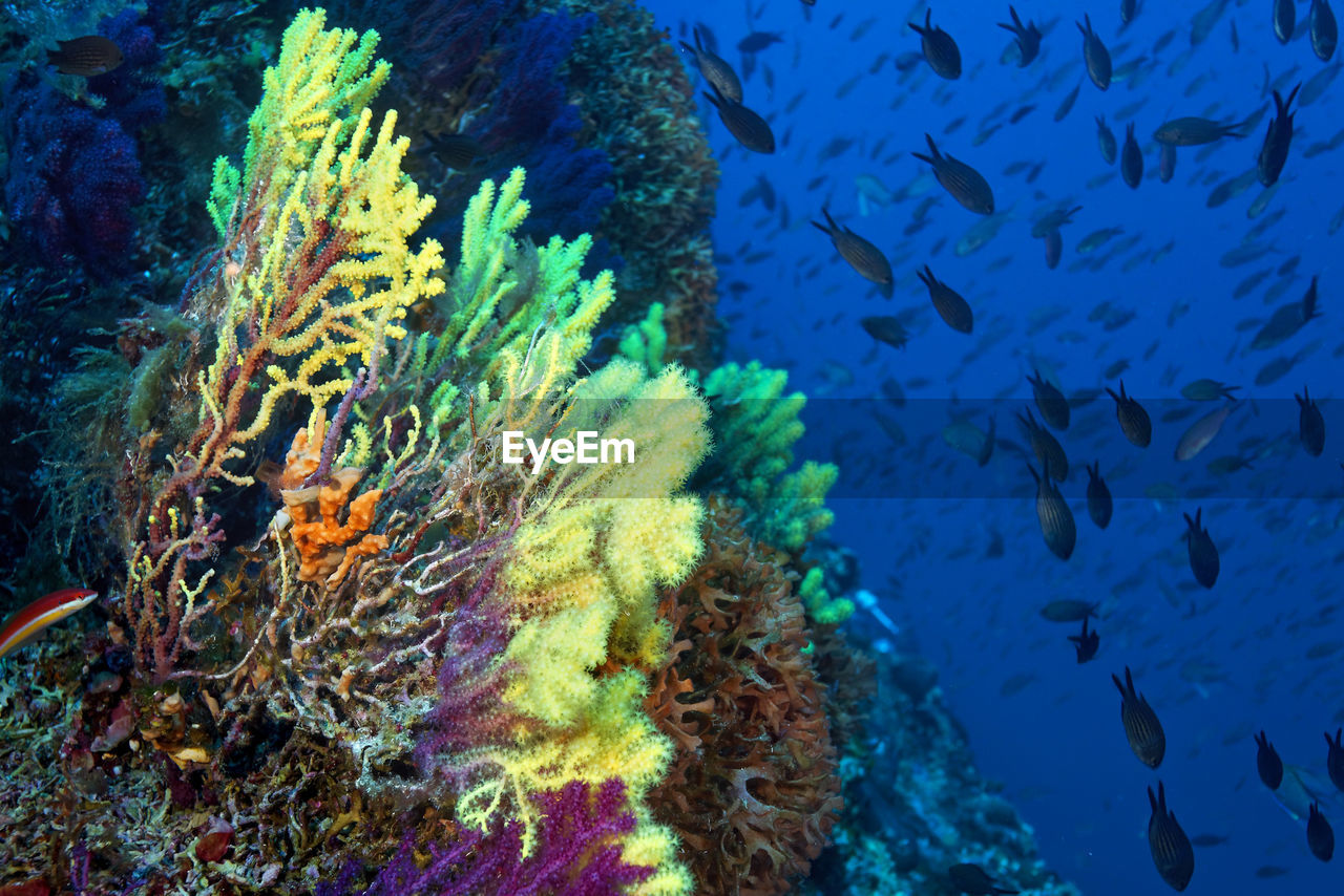 Coral reef from lastovo island, croatia