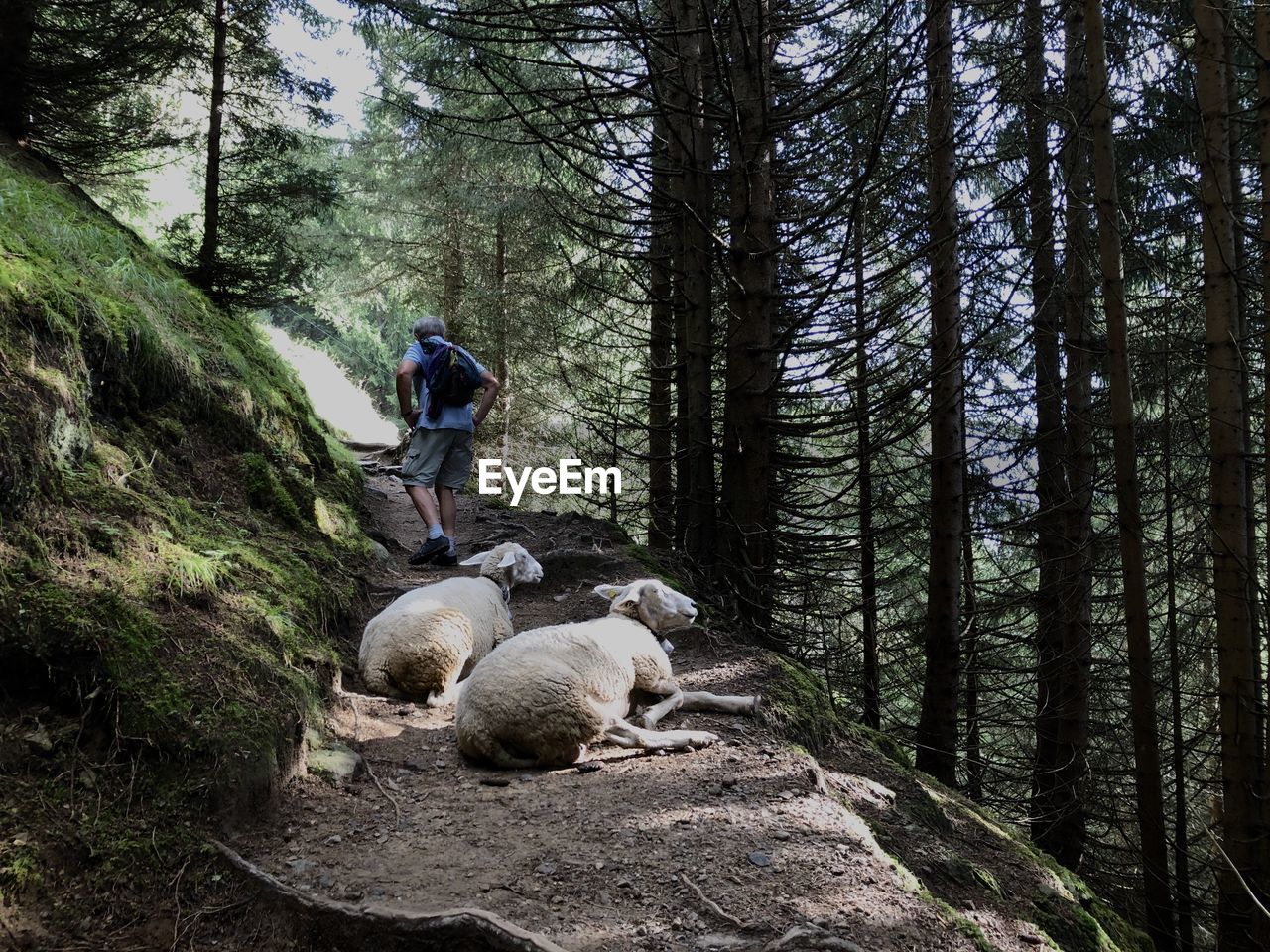 People on rocks in forest