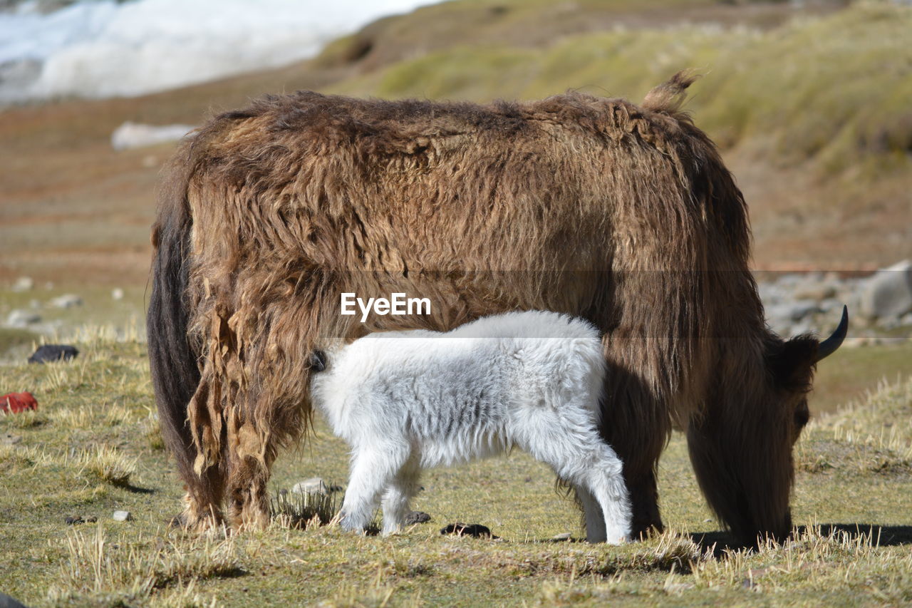 Side view of cow feeding calf on field