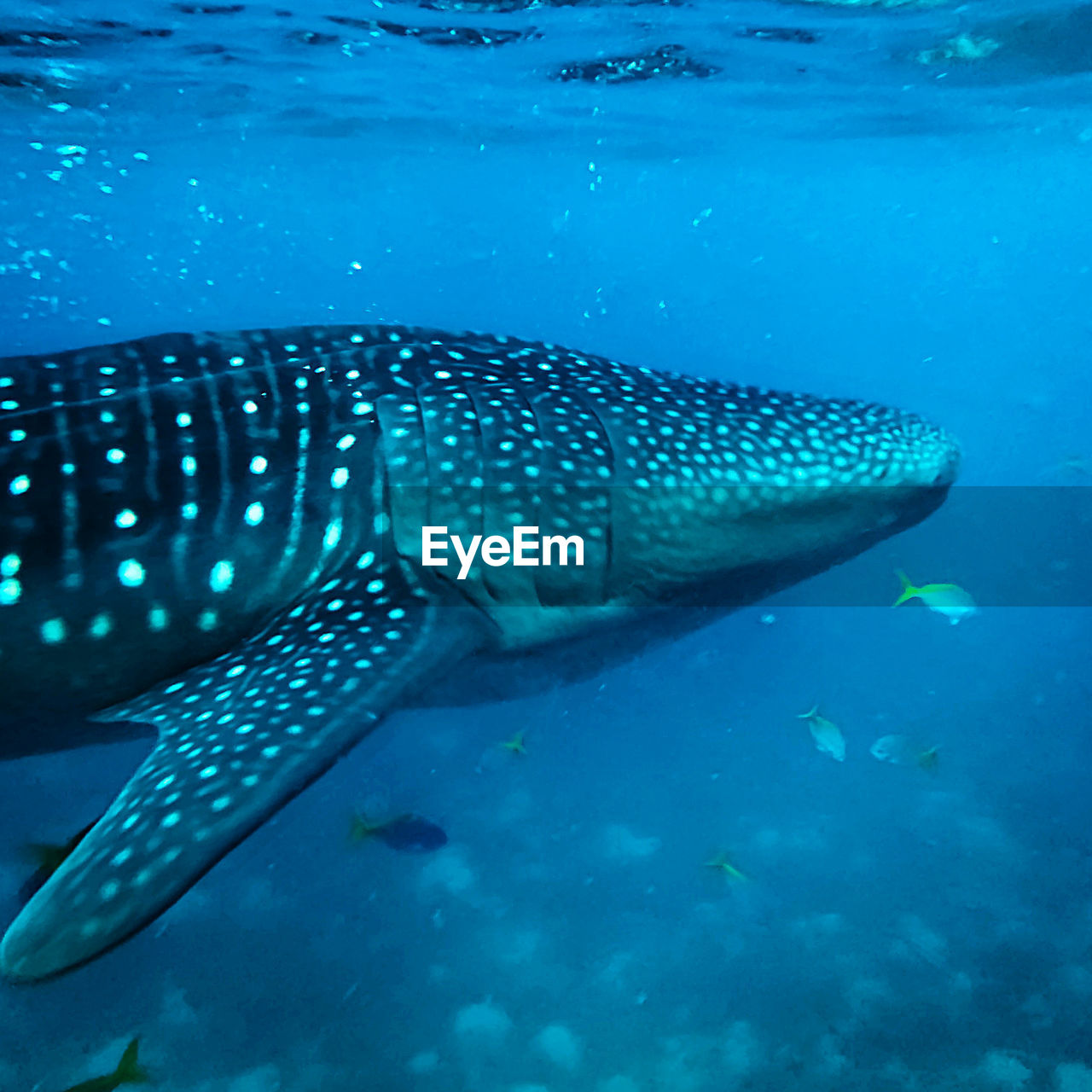 VIEW OF FISH SWIMMING IN SEA